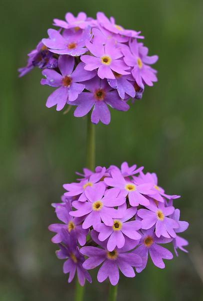 春花科报春花属多年生 a href="#">草本 /a>植物,叶丛高可达7 厘米