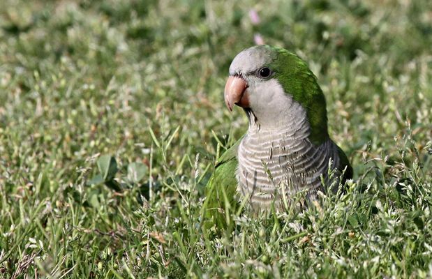  p>和尚鹦鹉(学名: i>myiopsitta monachus /i>)共有3个 a target="