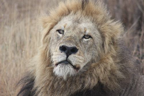 坏男孩(克鲁格国家公园中的狮群联盟)_百度百科