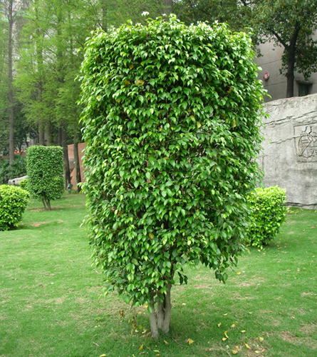 ficus benjamina linn.