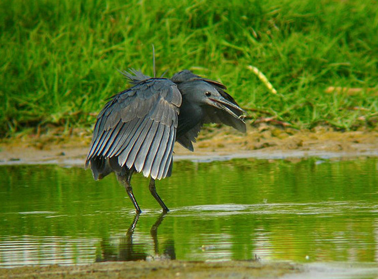 egretta ardesiaca