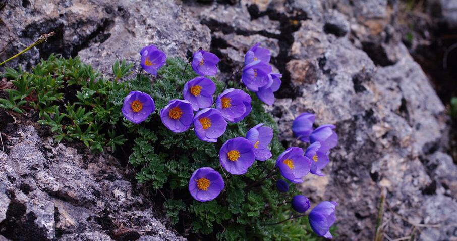  p>拟耧斗菜属,所属植物界,属毛茛科,毛莨目. /p>