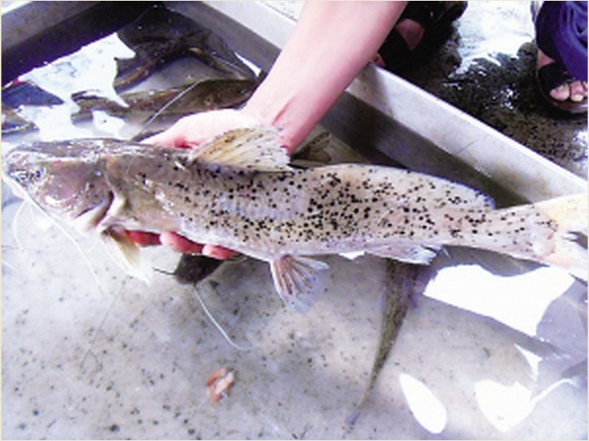  p>芝麻剑,学名斑鱯,极其珍贵的 a target="_blank" href="/item/淡水