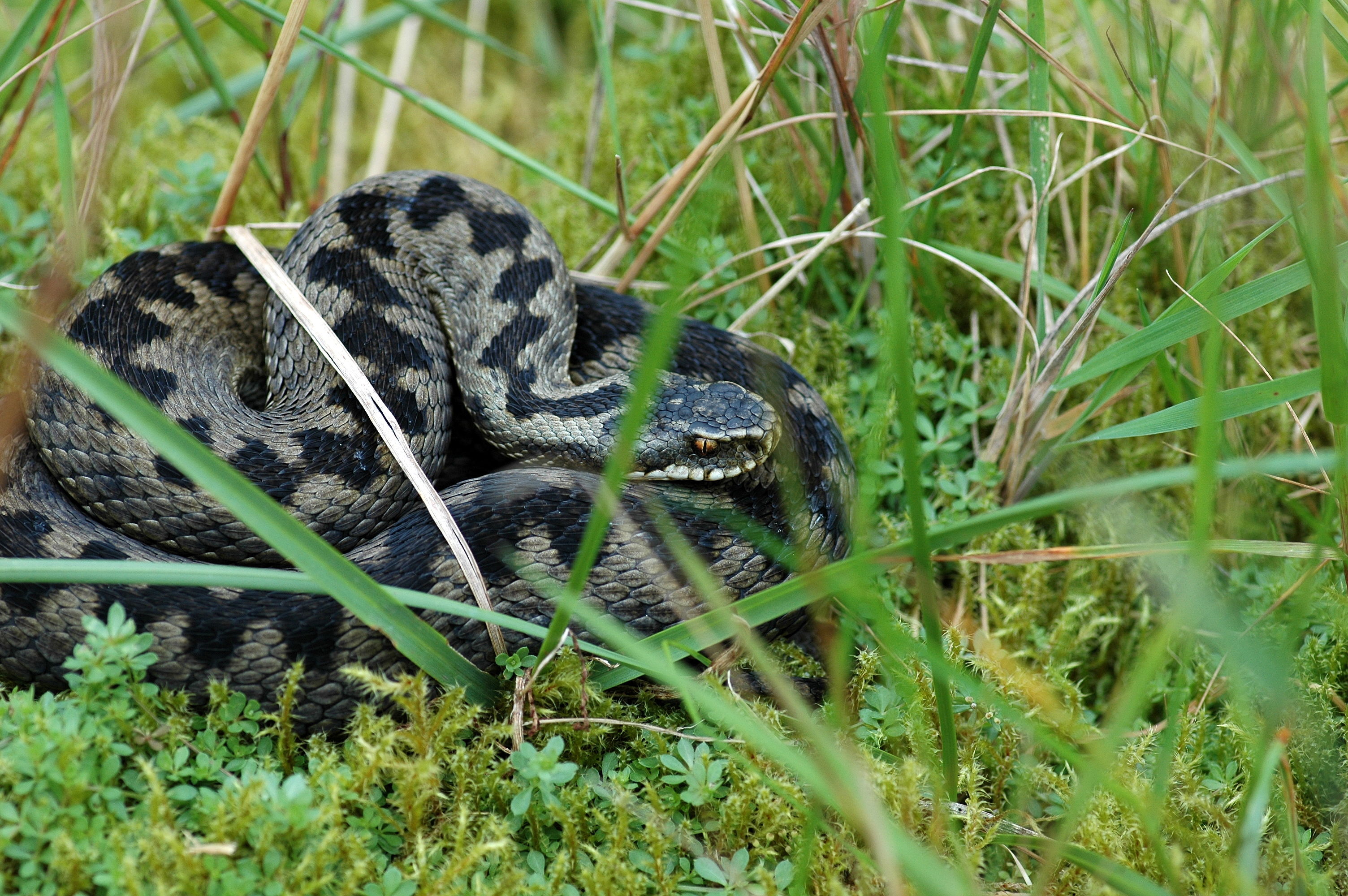  p>极北蝰(学名: i>vipera berus /i>)为蝰科蝰属的爬行动物.