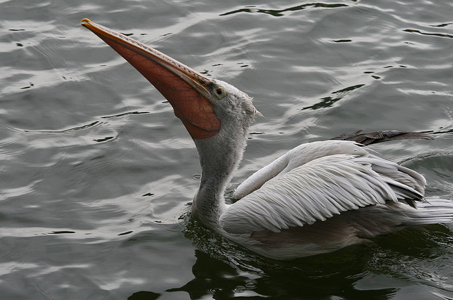pelecanus philippensis