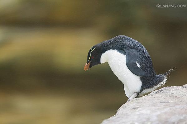  p>黄眉企鹅(学名: i>eudyptes pachyrhynchus /i>)在头上或眼睛旁都