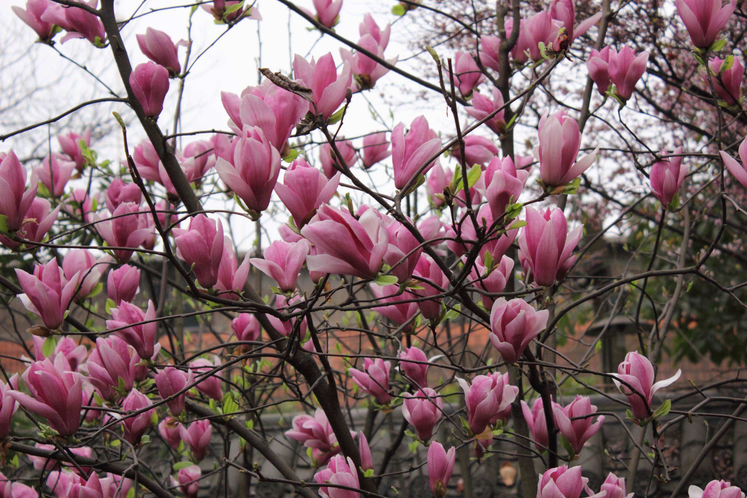 木兰科木兰属,又名木兰, a target="_blank" href="/item/辛夷