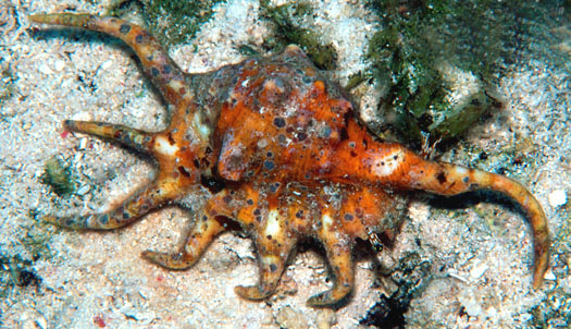  p>蜘蛛螺(学名: i>lambis lambis /i>) a href="#" data-lemmaid="