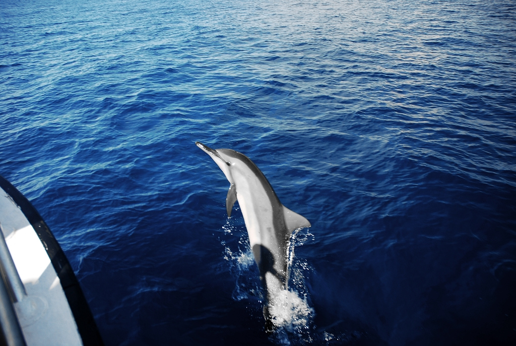  p>长吻原海豚(学名: i>stenella longirostris /i>)吻突细长为体长的