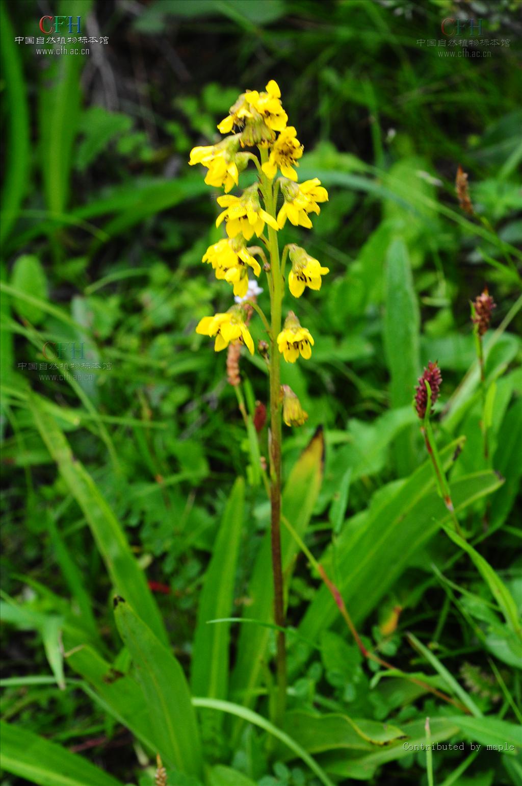hand.-mazz.)是菊科橐吾属植物,多年生灰绿色草本.