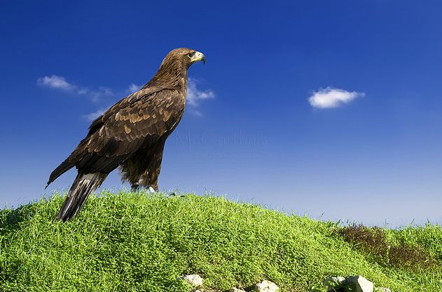  p data-id="gnt0svunlh">国鸟(national bird):鸟类是人类的朋友,国