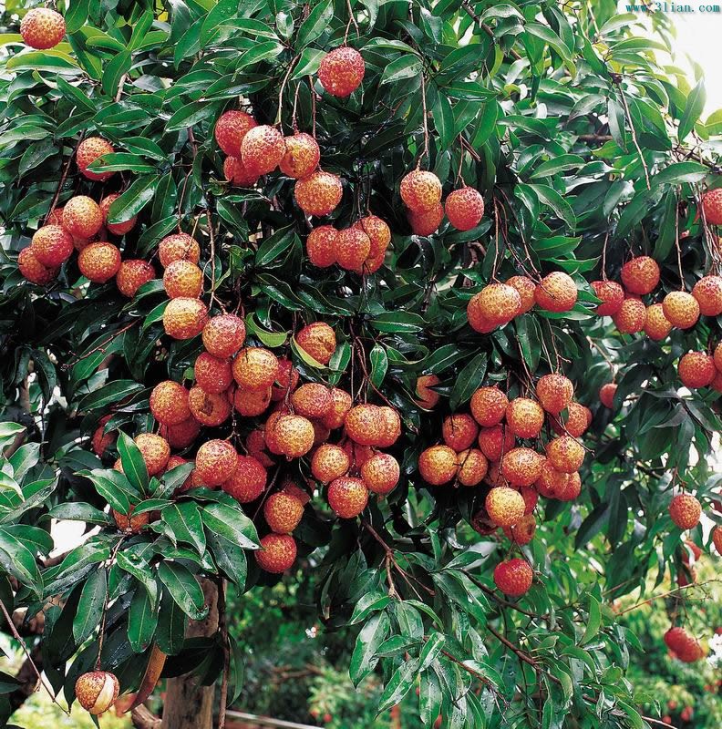 是无患子科,荔枝属 a target="_blank" href="/item/常绿乔木