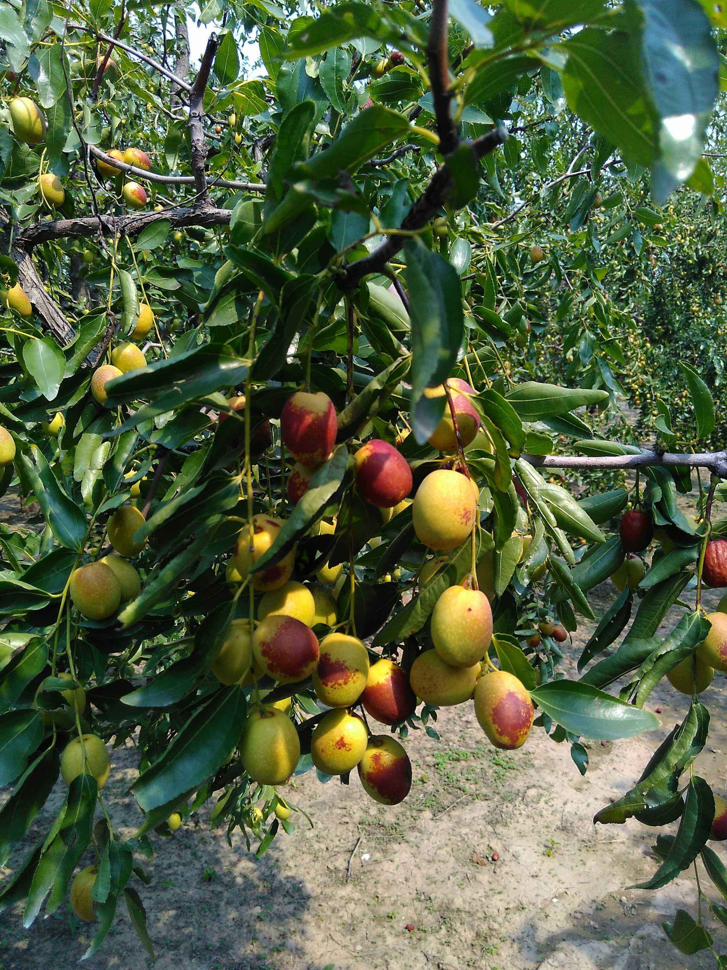 data-lemmaid="2398057">北票市 /a>特产,中国国家地理标志产品