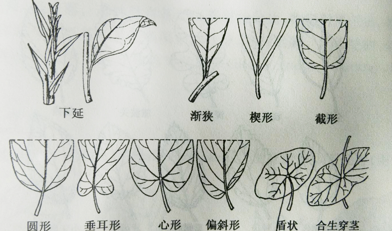 叶子