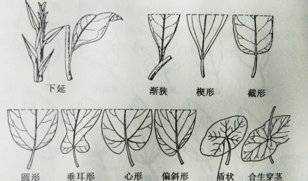 叶（植物的六大器官之一）_百度百科