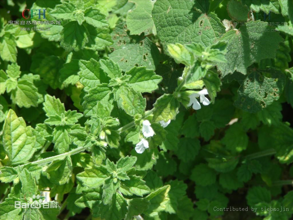  p> b>滨海白绒草 /b>(学名: b> i>leucas chinensis /i> /b>)为唇形