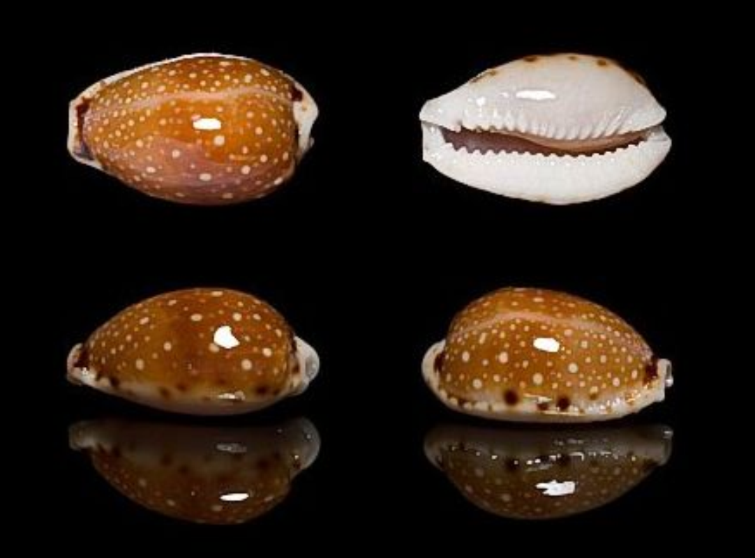  p>梨皮宝螺(学名:erosaria labrolineata labro