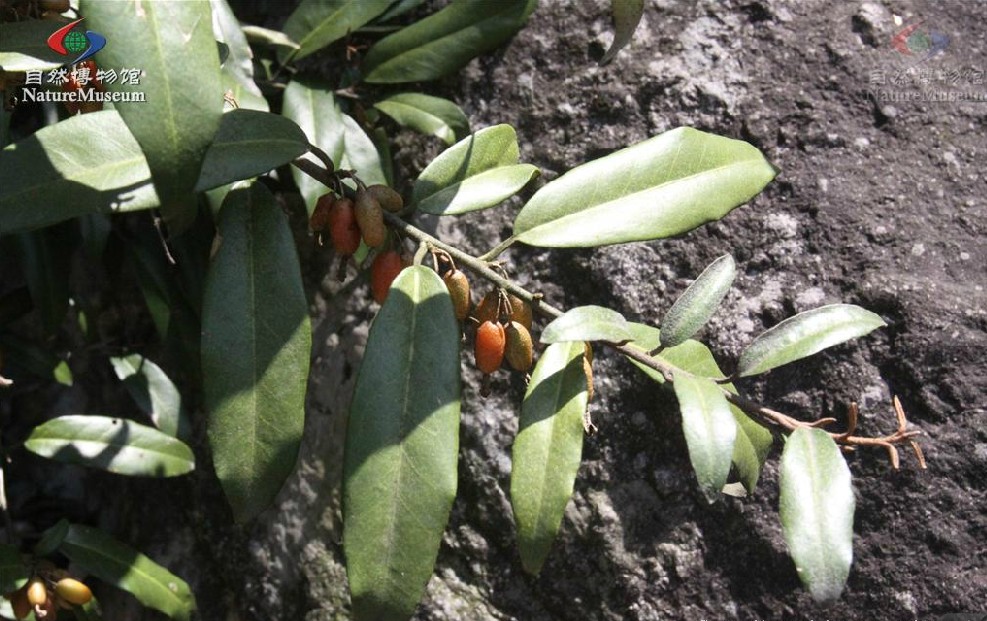  p>胡颓子,别名:蒲颓子,半含春,卢都子,雀儿酥,甜棒子,牛奶子根,石