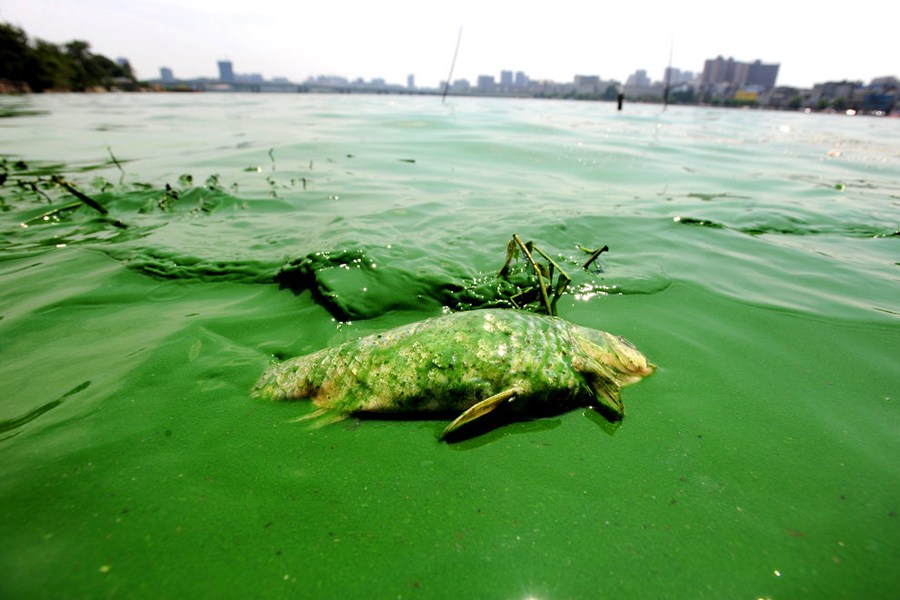蓝藻水华