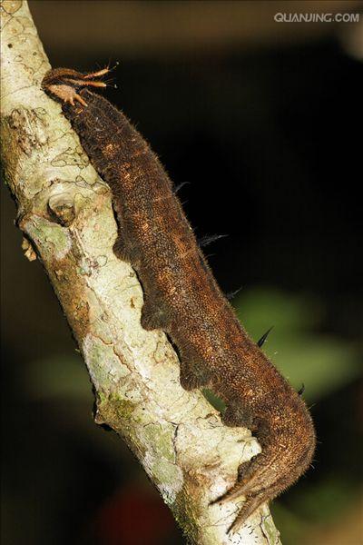 整个翅面酷似猫头鹰的脸,是极其巧妙的伪装.