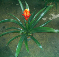  p>巢凤梨,拉丁名:nidulariumfulgens,英文名:birdsnestplant,别名