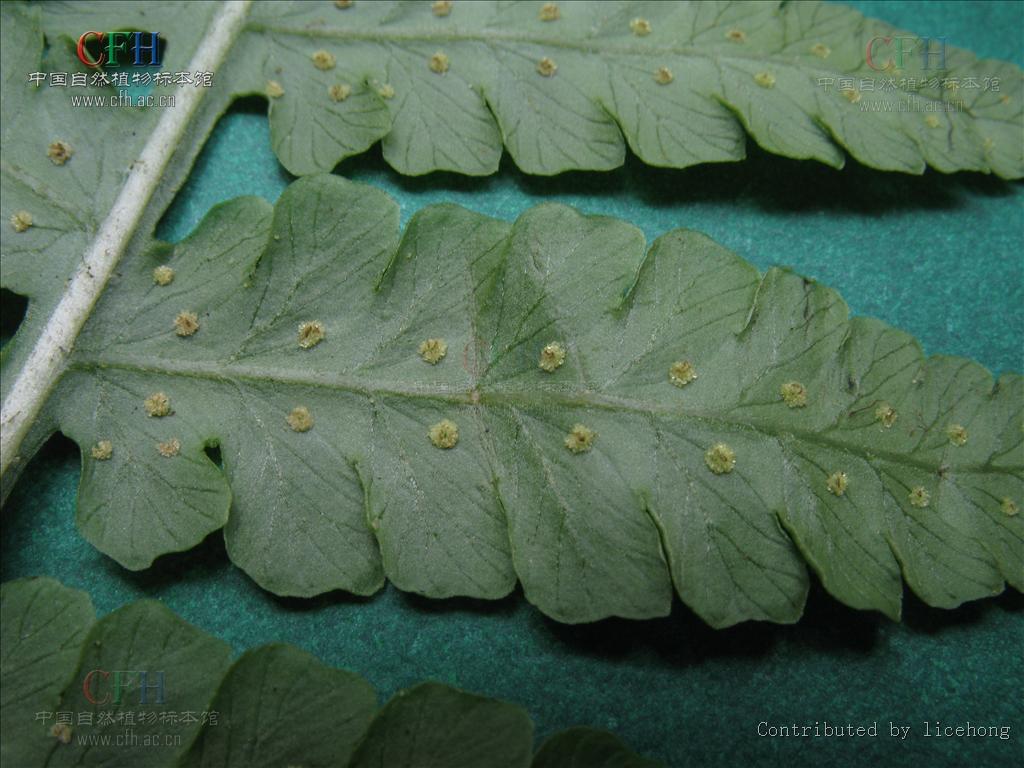 2米;叶柄长35-55厘米,基部直径3-4毫米,疏被浅褐色阔披针形