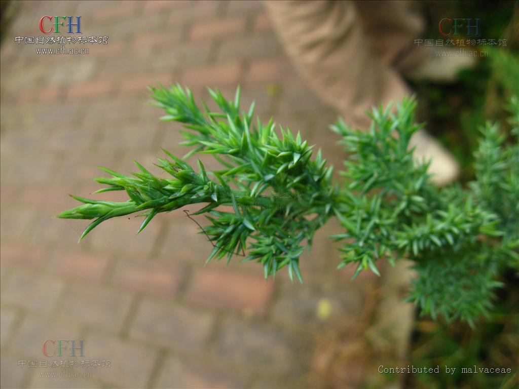  p>铺地柏(学名: i>sabina procumbens /i>  (endl.