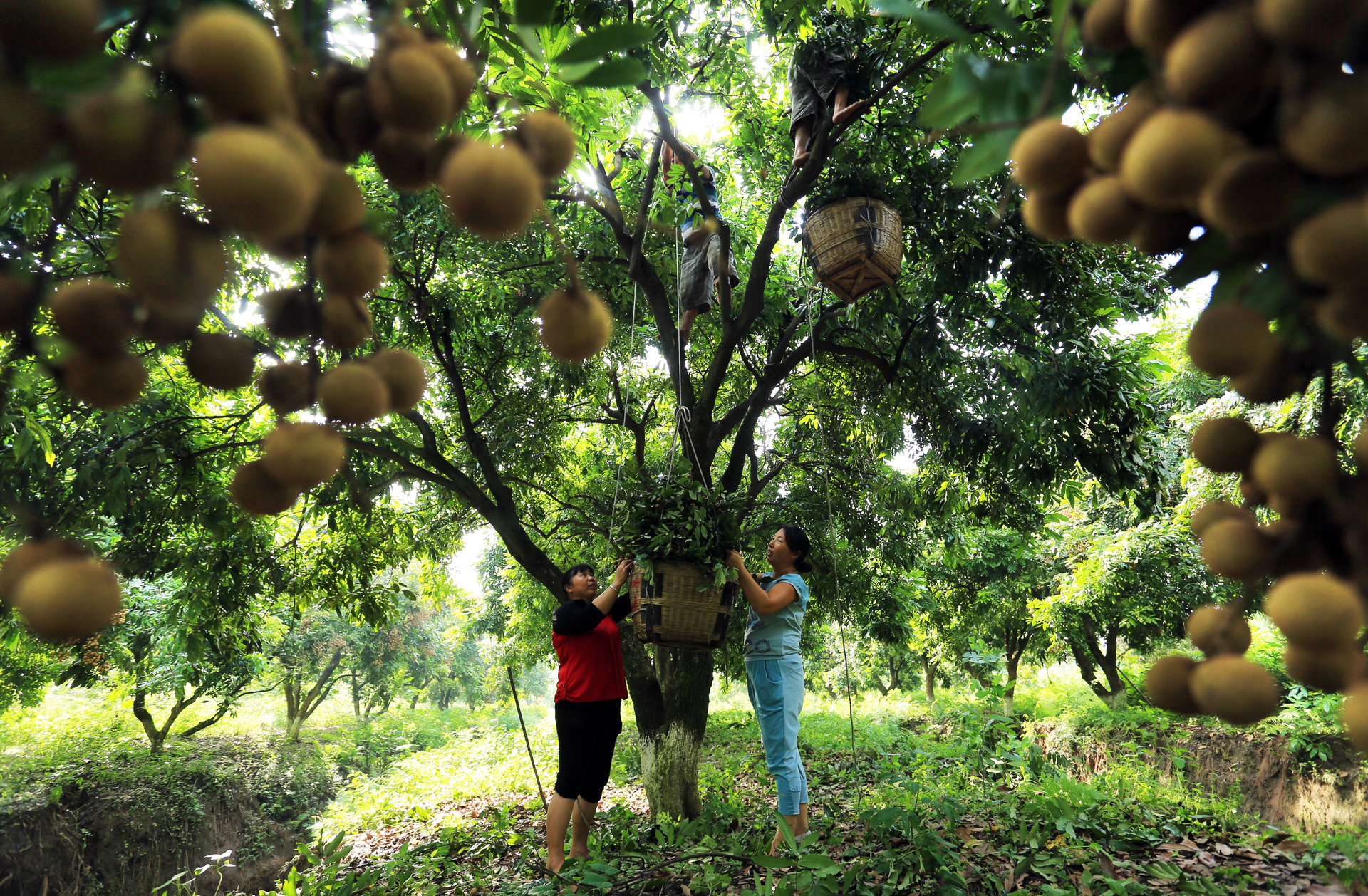  p>张坝桂圆,四川省 a target="_blank" href="/item/泸州市/2930134"