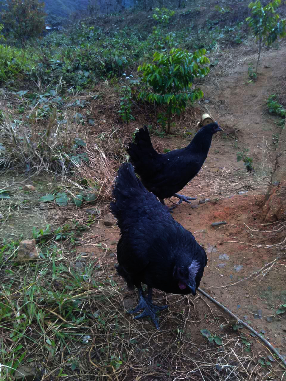  p data-id="go0hqmr1j8">藏鸡是分布于我国 