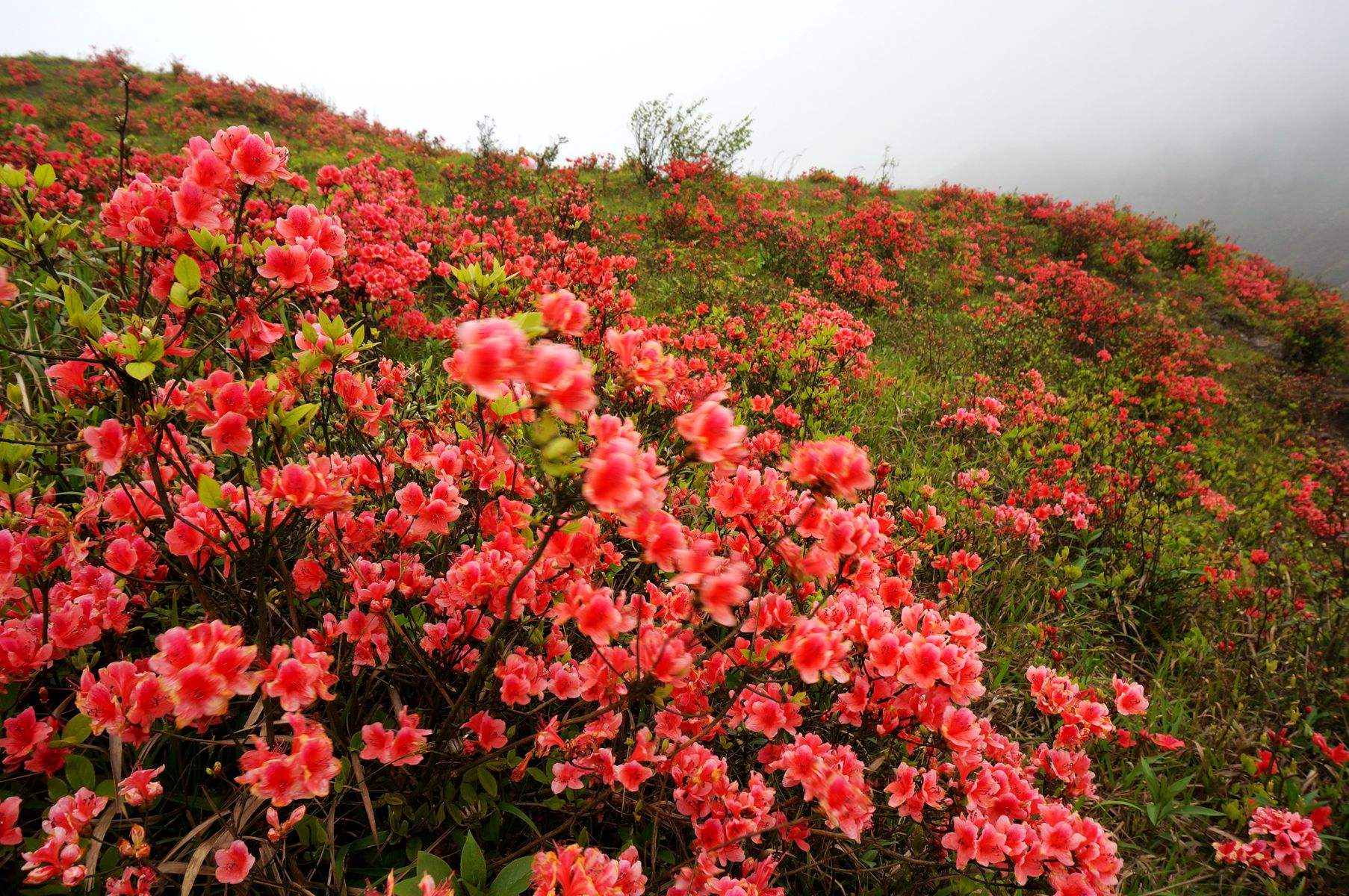  p> b>美艳杜鹃 /b>(学名: b> i>rhododendron /i> /b> i>  /i> b> i>