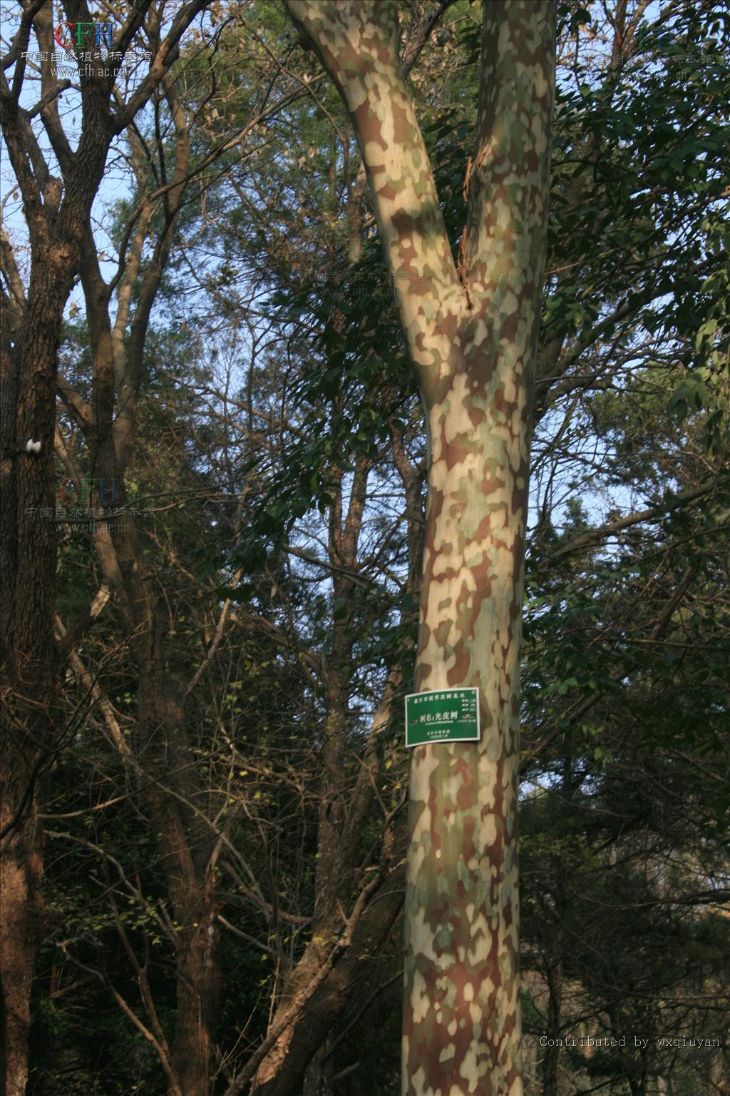  p>卷毛梾木( a target="_blank" href="/item/学名/8074290" data