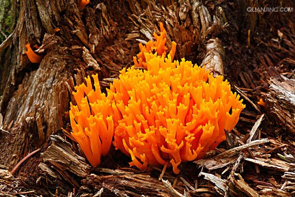  p data-id="gnx50mz2s6">子实体(fruiting body,sporocarp,fruct