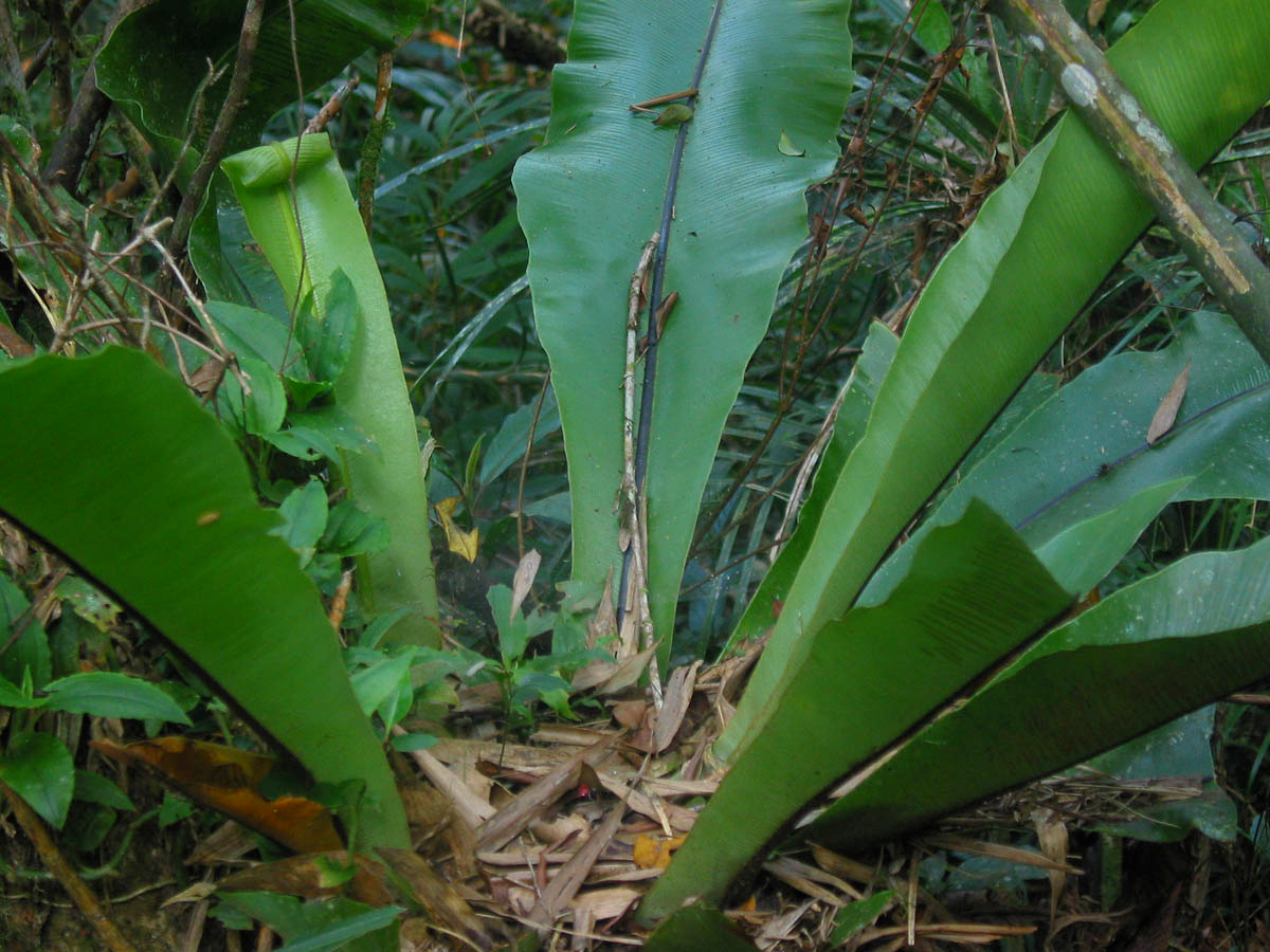 铁角蕨属小型草本 a href="#" data-lemmaid="7638032">蕨类 /a>植物