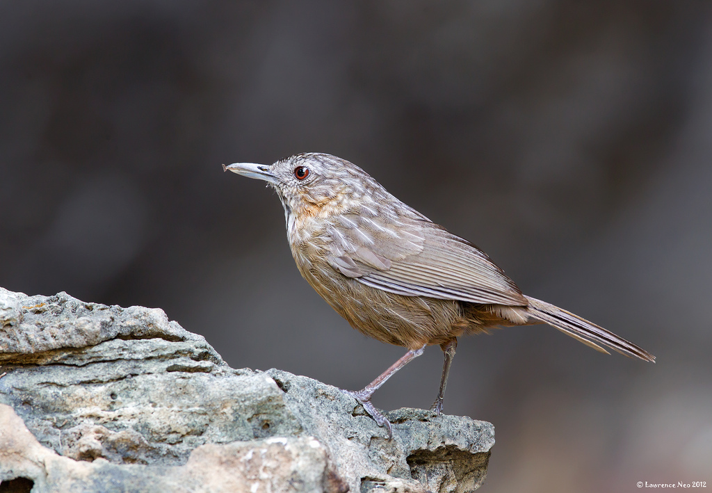 napothera  crispifrons