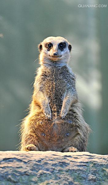  p>狐獴(学名: i>suricata suricatta) /i>,头尾长42-60厘米,是一种