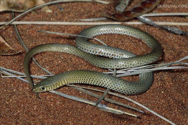  p>线虫动物门是动物界中最大的 a target="_blank" href="/item/门