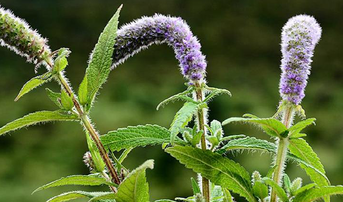  p>长毛野草香所属 a target="_blank" href="/item/被子植物门