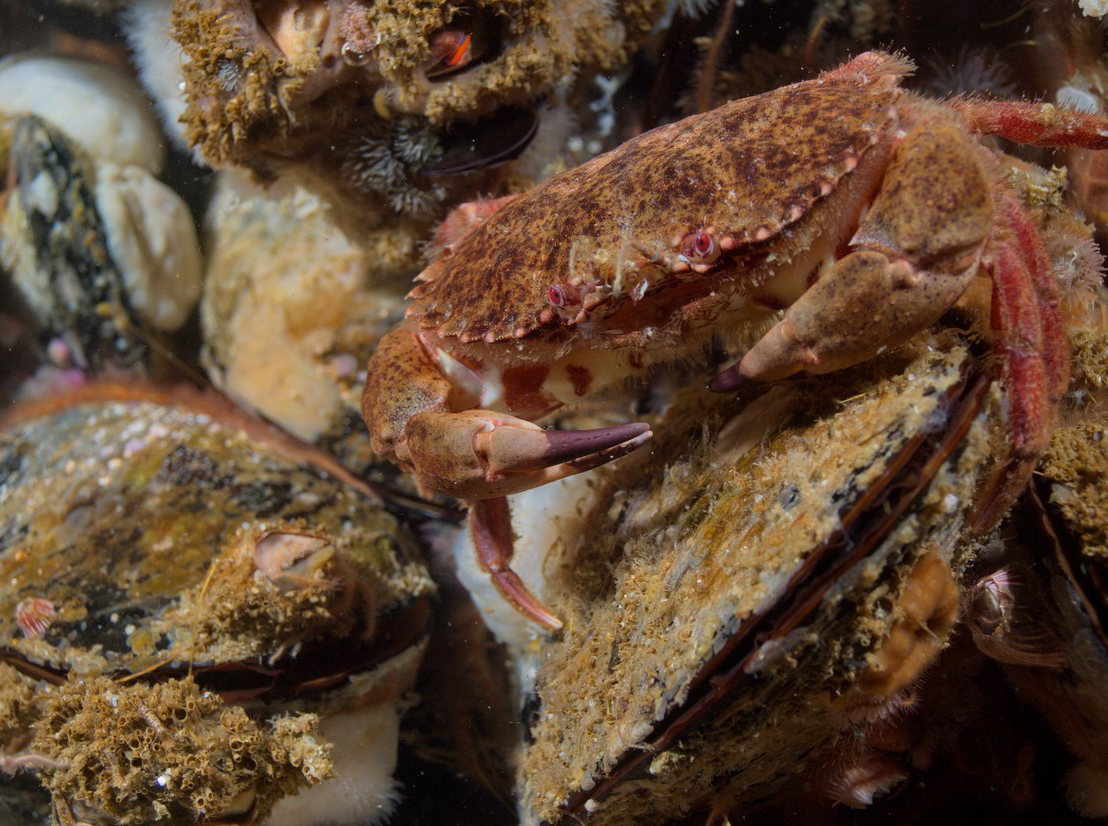  p>太平洋黄道蟹(学名: i>cancer antennarius /i>): a href="#" data