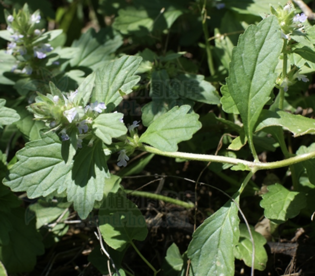 id="2381957">唇形科 /a> a href="#">筋骨草属 /a>下的一个植物种