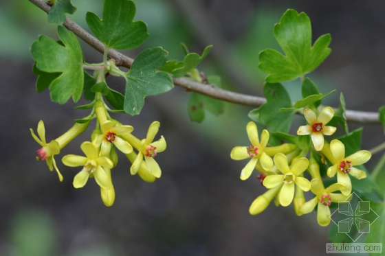  p>伏生茶藨子,落叶矮小 a href="#" data-lemmaid="1520017">灌木 /a