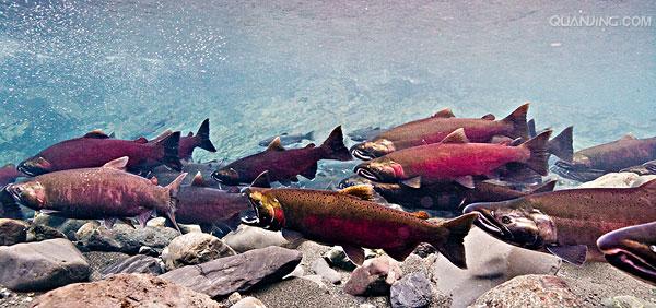  p>花羔红点鲑(学名:salvelinus malma)为鲑科红点鲑属的鱼类,体色由