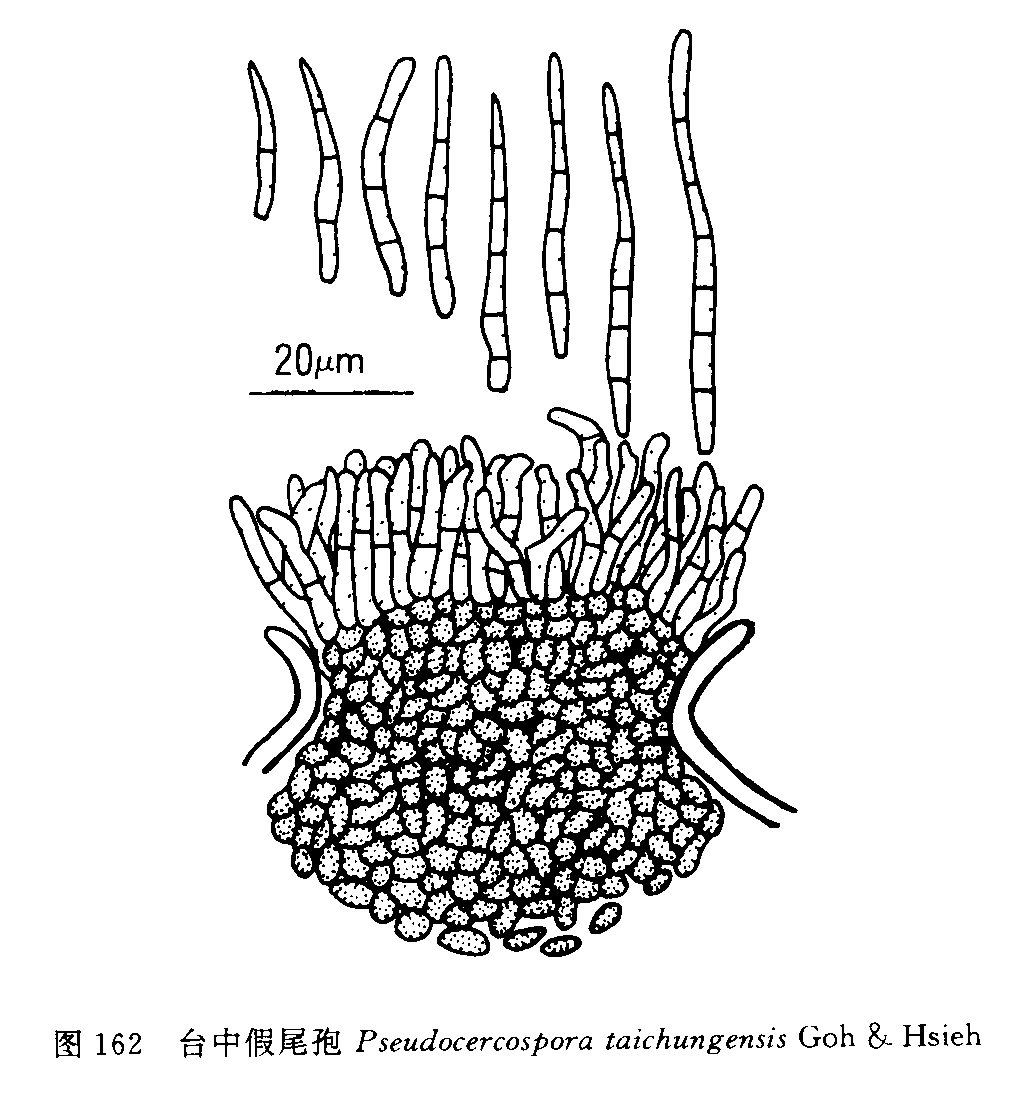  p>台中假尾孢 ,真菌.