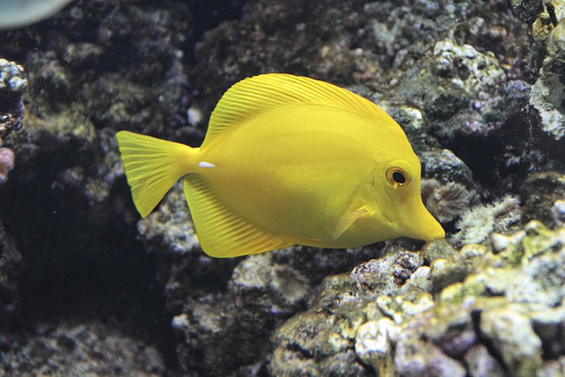  p>黄高鳍刺尾鱼(学名: i>zebrasoma flavescens /i>)其体卵圆而侧扁