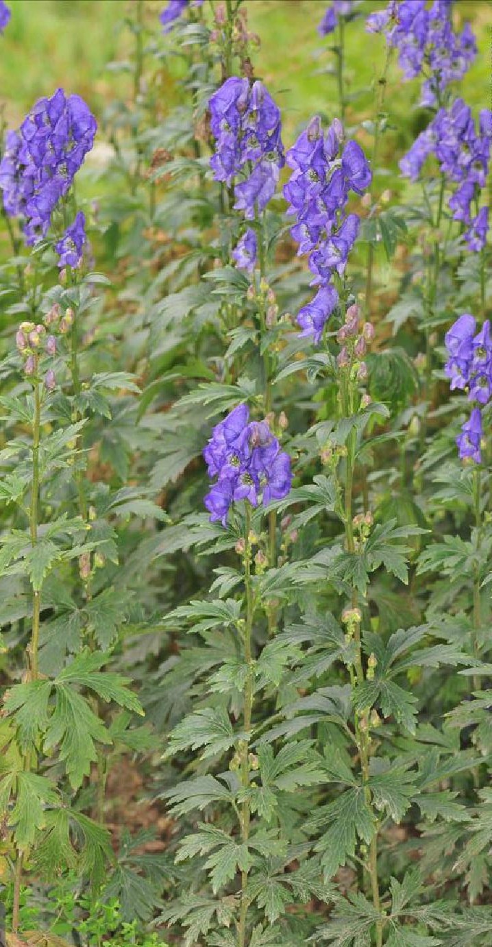  p>薄叶乌头(学名:aconitum fischeri b>  /b>reichb.
