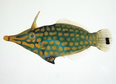  p> b>突吻尖鼻箱鲀 /b>( a href="#" data-lemmaid="8074290">学名 