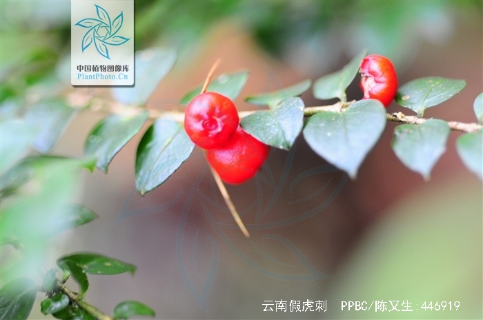  p>云南假虎刺,假虎刺属. /p>