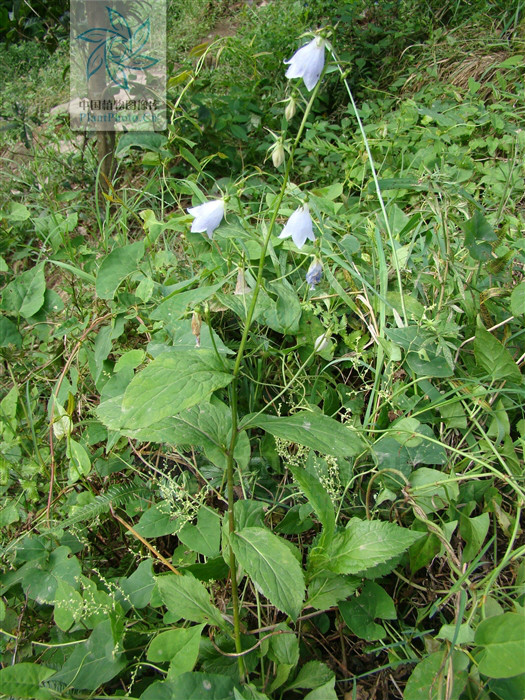  p>湖北沙参〔拉丁学名: i>adenophora longipedicellata /i> hong