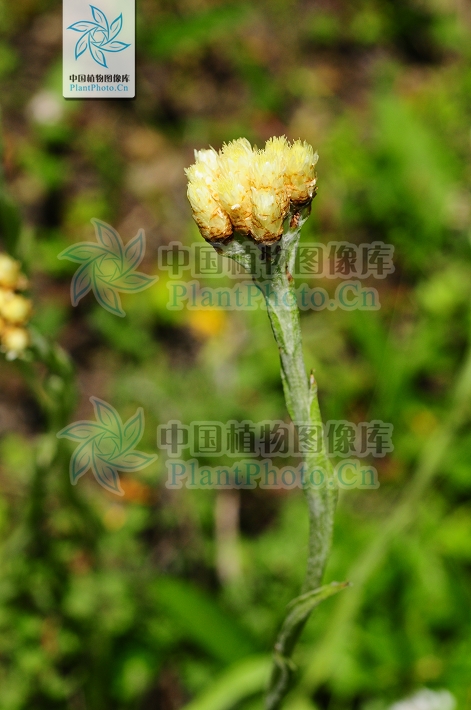  p>根状茎稍细长,木质;匍枝细长,有膜质 a target="_blank" href="