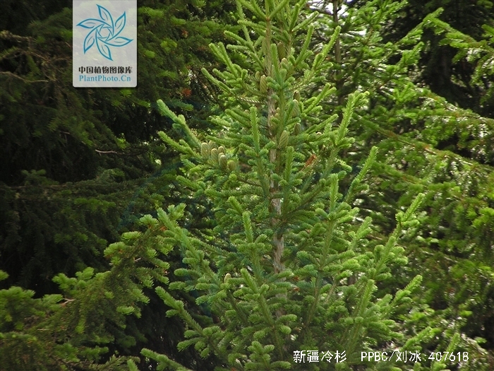  p>新疆冷杉(学名:abies sibirica)又名西伯利亚冷杉,是冷杉属下的一