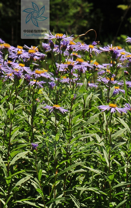 aster maackii